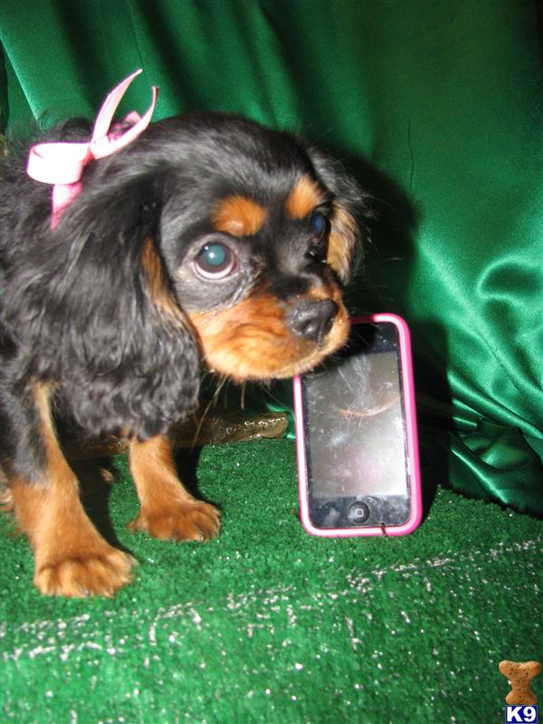 Puppies in Salina